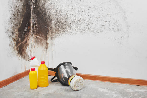 Best Black Mold Remediation in Rock Springs, NM