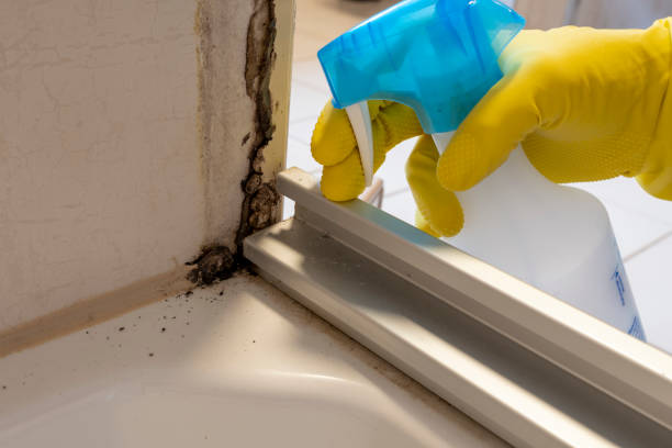 Best Emergency Mold Remediation in Rock Springs, NM