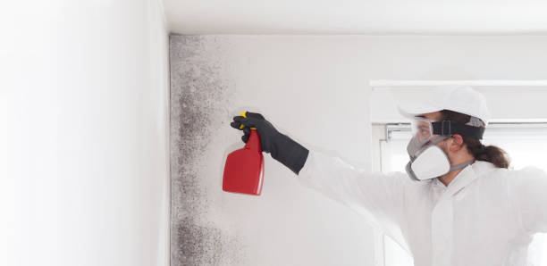 Best Insurance-Related Mold Remediation in Rock Springs, NM