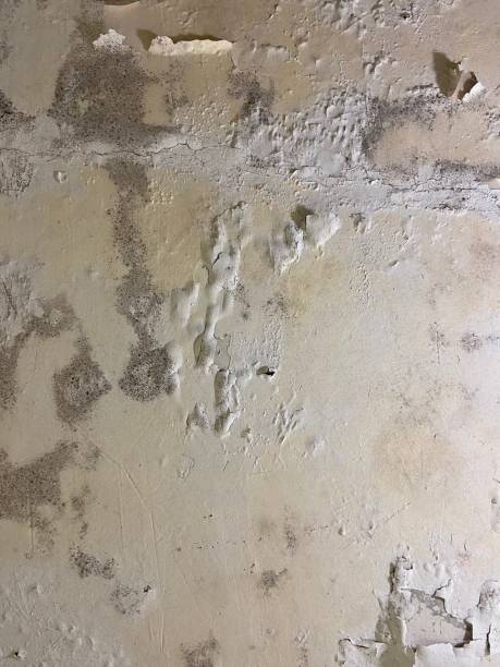 Best Mold Testing and Inspection Services in Rock Springs, NM