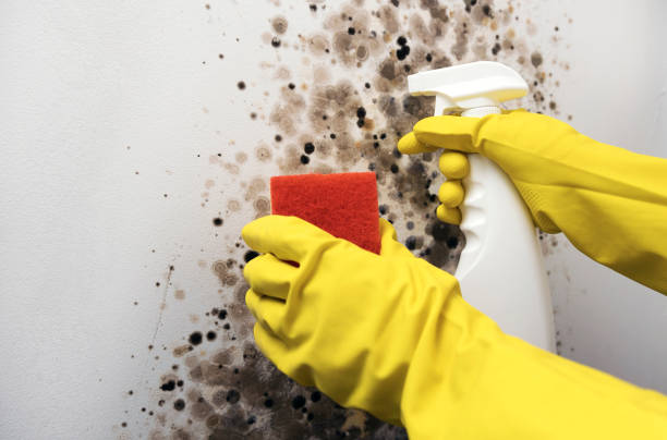 Best White Mold Remediation in Rock Springs, NM