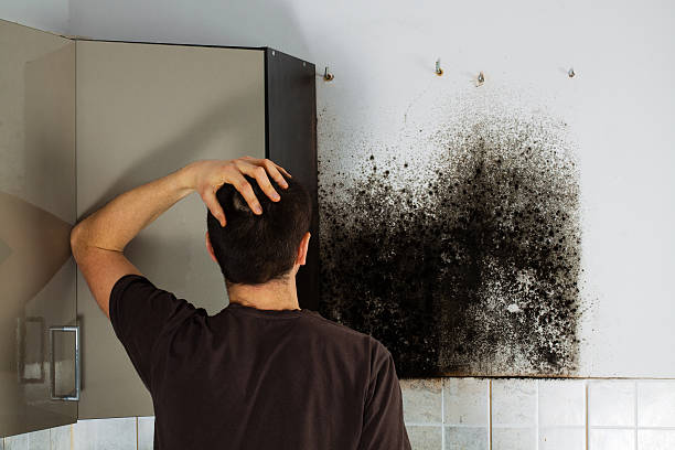 Best Preventive Mold Services in Rock Springs, NM