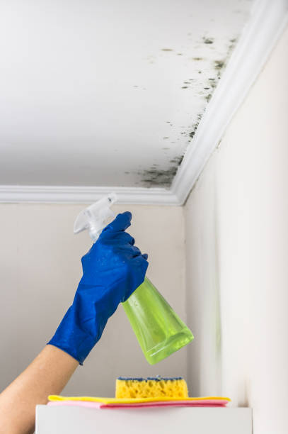 Best Black Mold Remediation in Rock Springs, NM